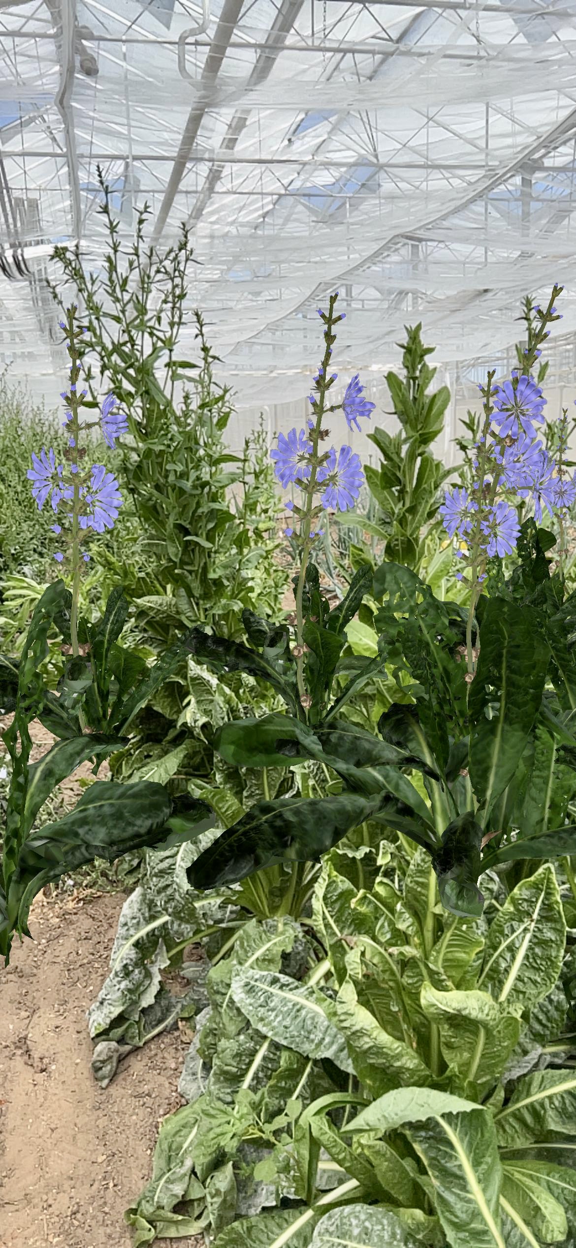 Blue Flower AR app in greenhouse with wild chicory. Photo: Anna Dumitriu and Alex May