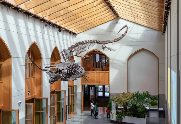 The Yale Peabody Museum of Natural History now covers 44,000 square feet and has a new building, classrooms, a study gallery and a student-curated gallery.