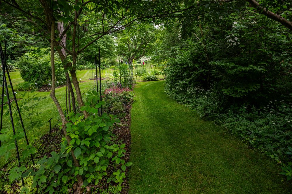 A lush green garden with multiple beds of plants and a grassy walkway at Beal Botanical Garden.
