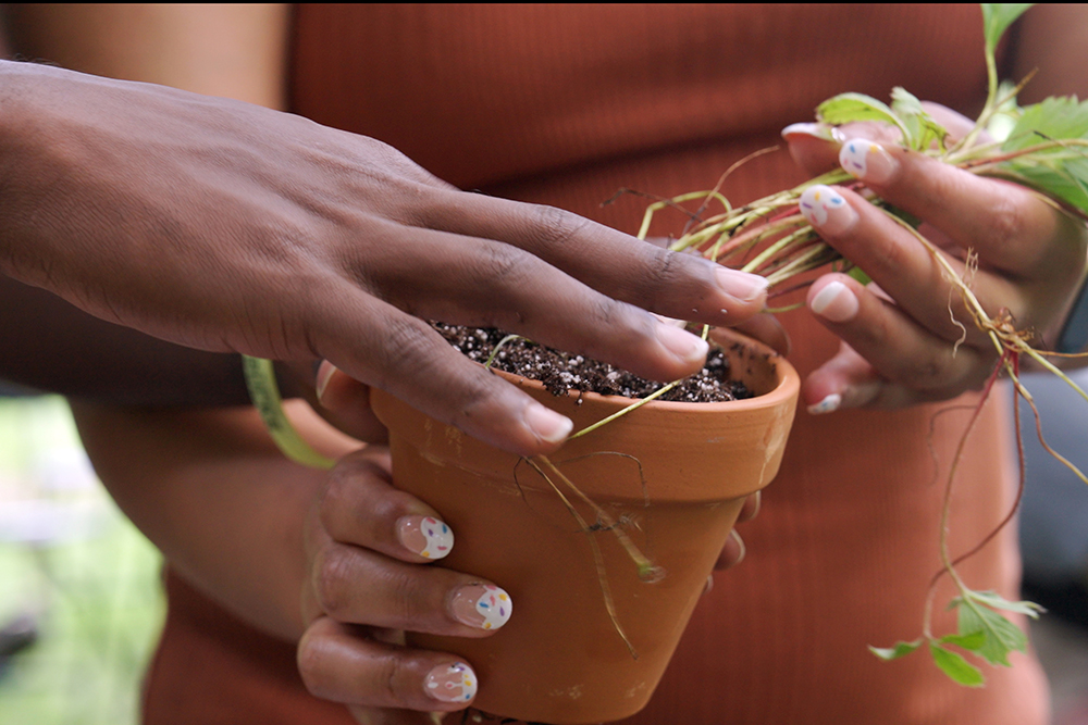 Two people's hands plant a strawberry plant with dirt into a terracotta pot.