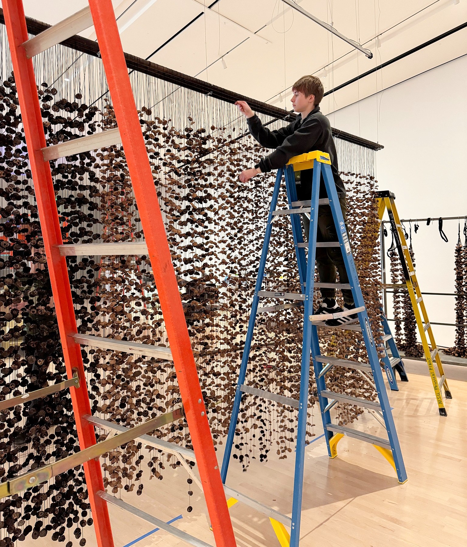 A person stands on a blue ladder, arranging strings of hanging walnut shells.